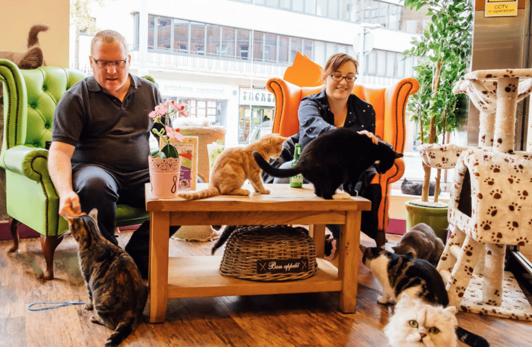  Cats  cuddles and a cuppa Kitty Caf  coming to Brum 