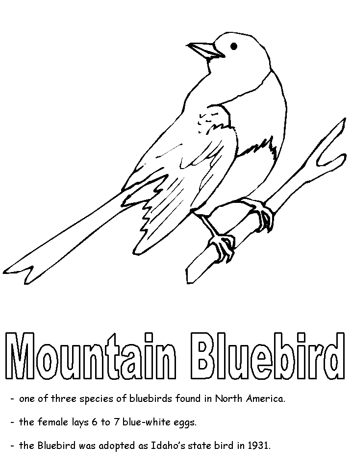Lovely bluebird coloring page for kids to print and paint.