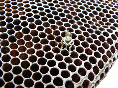 Abeille assoiffée.jpg