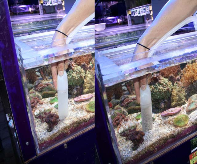 ベントスゴビーがうまく飼育できない ハゼって難しいの 底砂のお手入れ 海水魚のパイオニア 日海センター 日海フィッシュコム