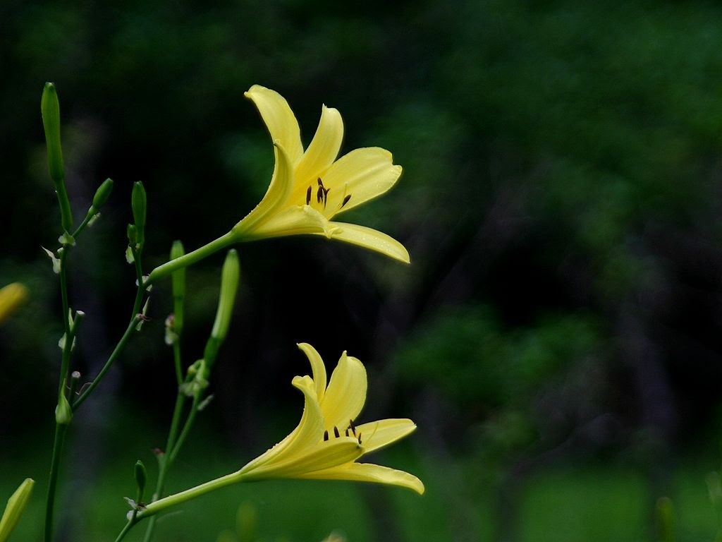夕萓 ユウスゲ の花 壁紙写真 四季の彩り壁紙写真集