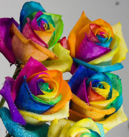 Rainbow roses are all the