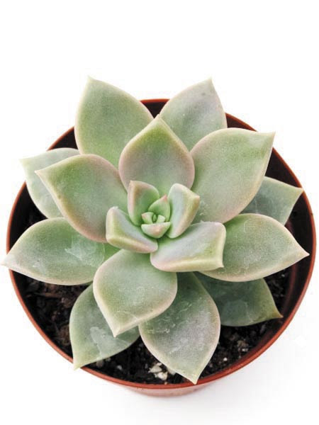 薄氷 はくひょう 姫朧月 銀紅蓮