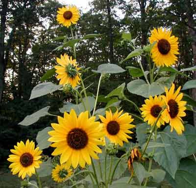 Sunflowers can get so tall and the leaves grow so big.