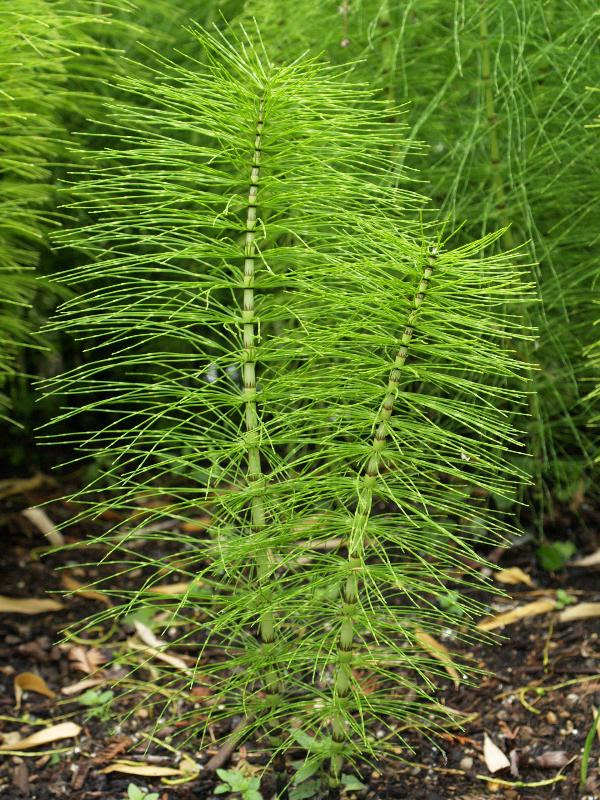 horsetail