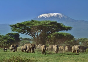 Kilimanjaro Elephants