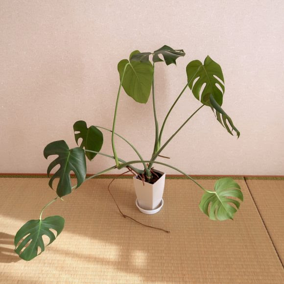 観葉植物 モンステラ 植え替えをしてみた Life Labo