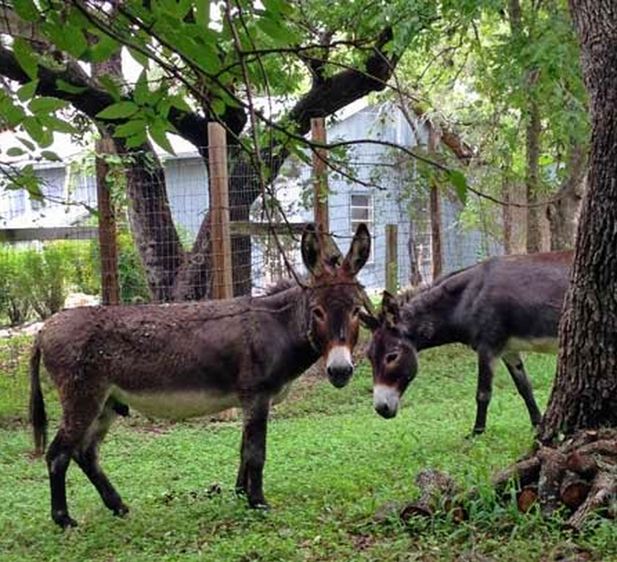 Donkeys