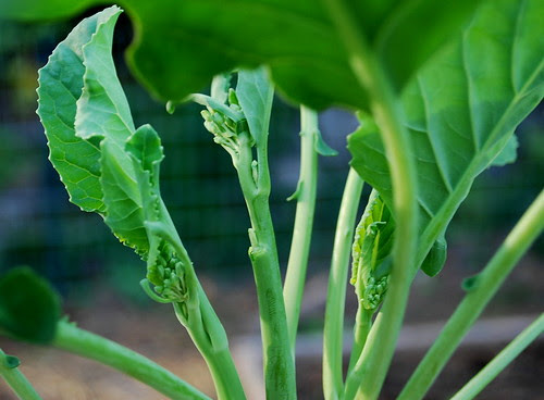 flowering brassica 2