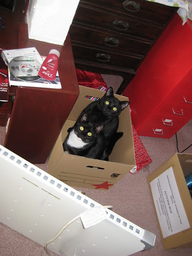 Two cats in a box