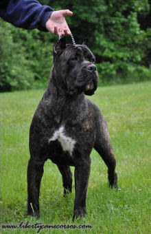 Liberty Cane Corso Cane Corso Breeder New York
