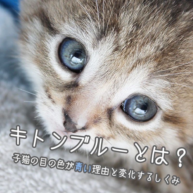 キトンブルーとは 子猫の目の色が青い理由と変化するしくみ