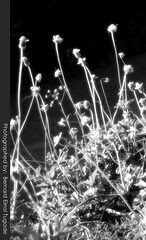 Tridax Procumbens