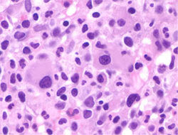 Animal Cells And Plant Cells Cell Processes