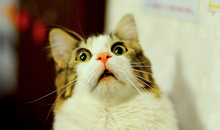 Image result for scared cat