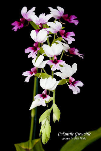 Calanthe Grouville