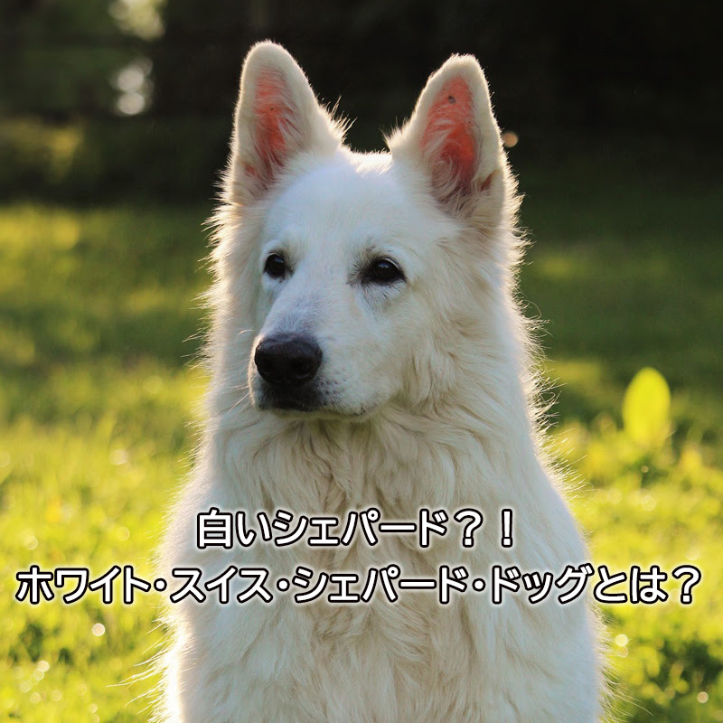 白いシェパード ホワイト スイス シェパード ドッグとは
