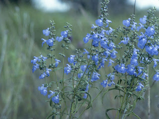 Salvia azurea