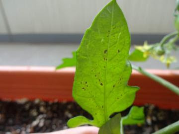 トマトの葉に黒い斑点 低温障害をまず疑おう あぐうのベランダ菜園で実験中