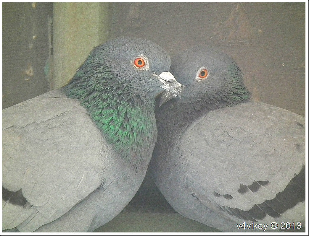 Birds in love