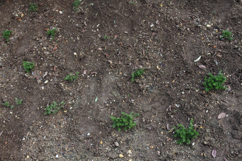 Gwに植えた庭の緑はどうなった あお鬼の六甲さん歩