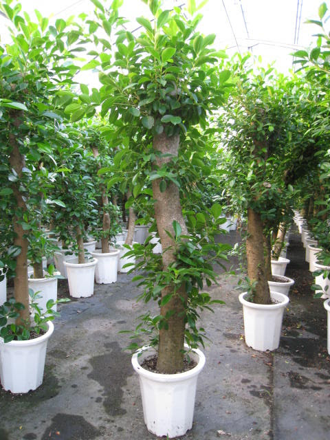 ガジュマル Bigup 観葉植物 ブログ