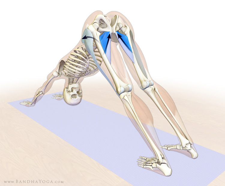 synergists of flexion in downward doge pose
