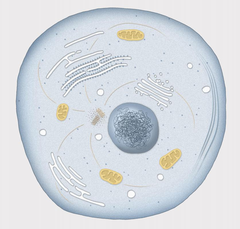 What is Interphase? (with pictures)