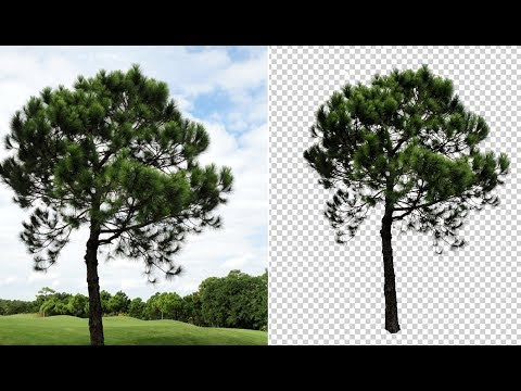 HOW TO REMOVE TREE BACKGROUND IN PHOTOSHOP