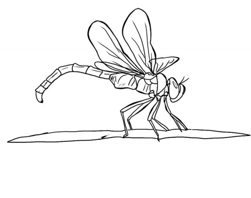 Download Dragonfly Coloring Pages For Kids - Coloring Home