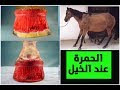 الحمرة عند الخيل ! القتل البطيئ للخيل .. ماهي الحمرة والاسباب وطرق
العلاج