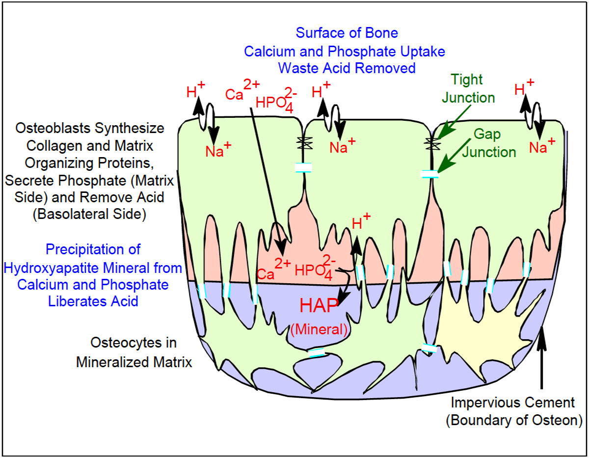 Osteoblast Organization.jpg