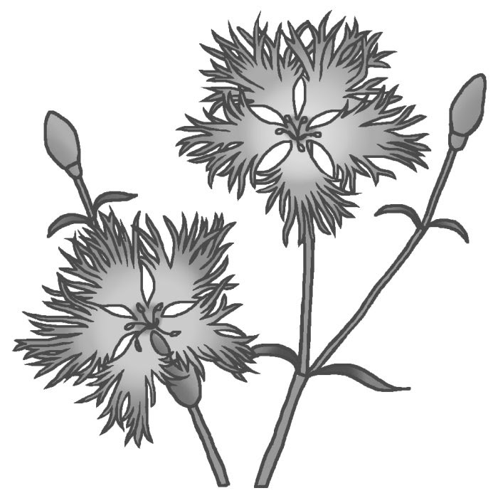 秋の花1 ナデシコ 撫子 1 モノクロ 花のイラスト 季節の花 お花と季節のお礼状