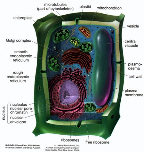 Plants Cell