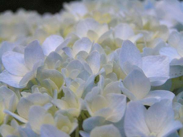 6月繡球花 花現營地 痞客邦