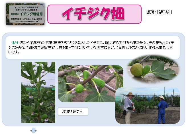 平成26年度 イチジク栽培畑 活動状況 活動ブログ
