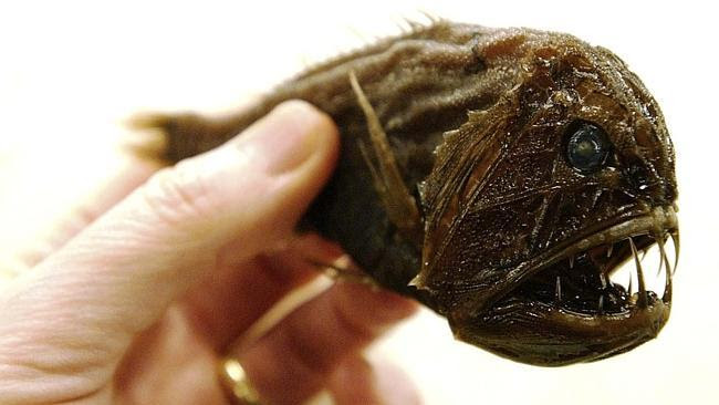 DEEP SEA FISH