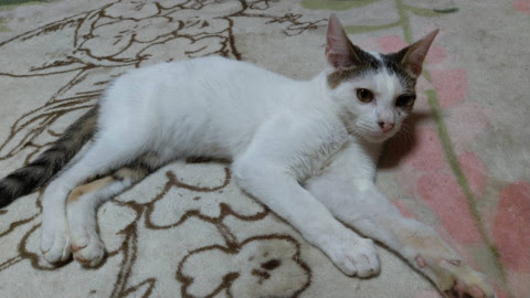 埼玉県】デレデレの甘えん坊♪4ヶ月キジ白男の子 - 猫の里親募集 