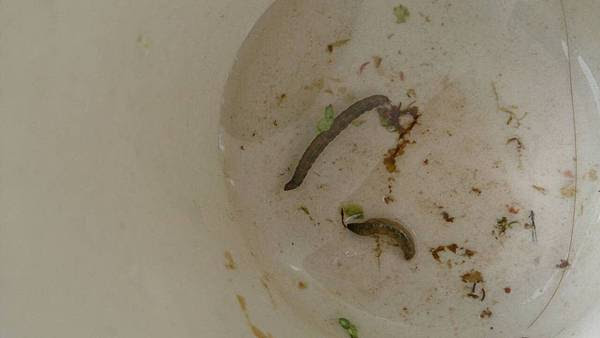 水草魚 魚缸小生物 水蛭水螅渦蟲線蟲水蠆 小雞尾巴 Kuken Schwanz 痞客邦