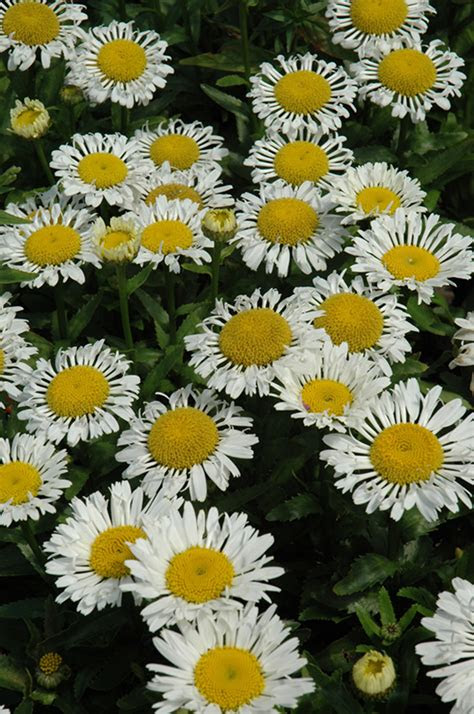 lacrosse shasta daisy leucanthemum  superbum lacrosse