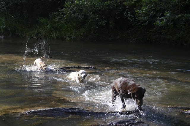 follow the leader