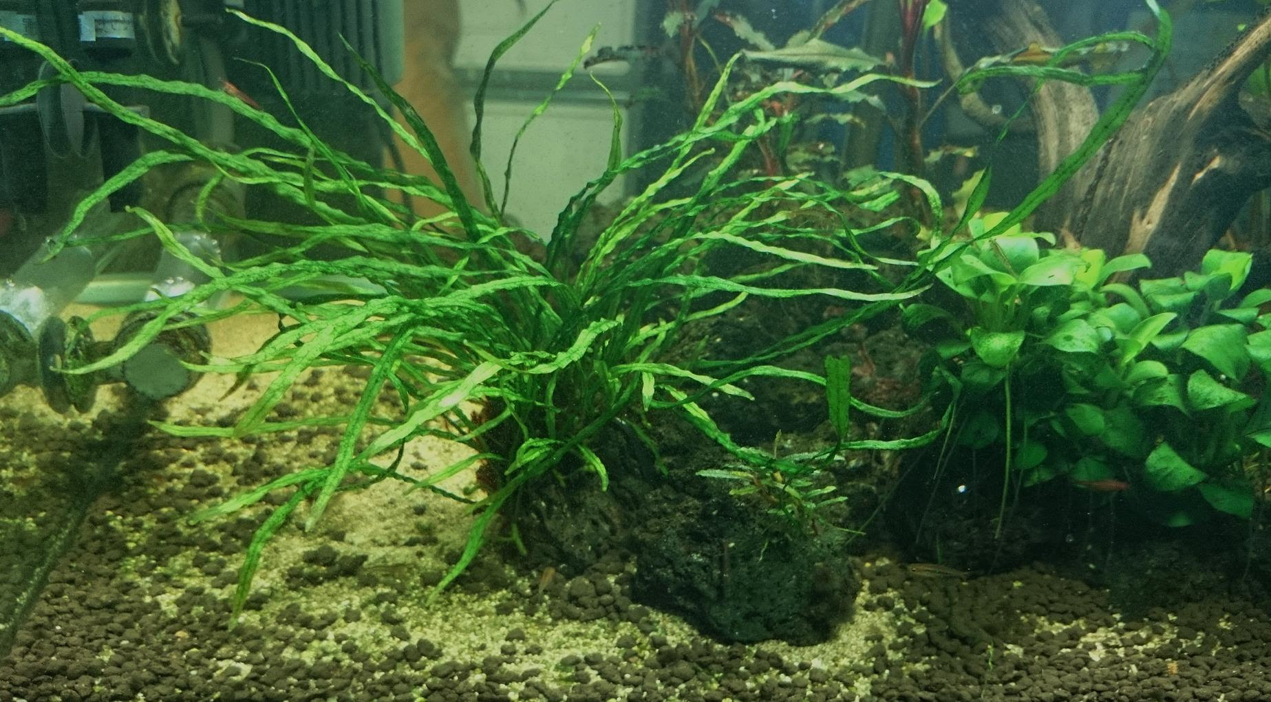 Aqua More ミクロソリウム本ナロー マシマシ