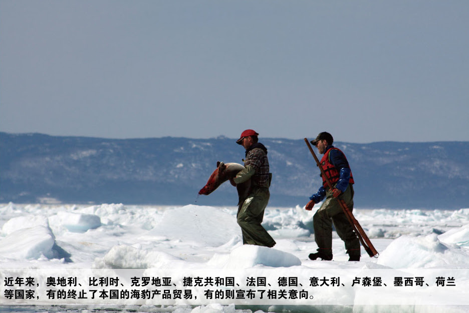高清圖集︰難以忽視的真相，被殘殺的海洋精靈
