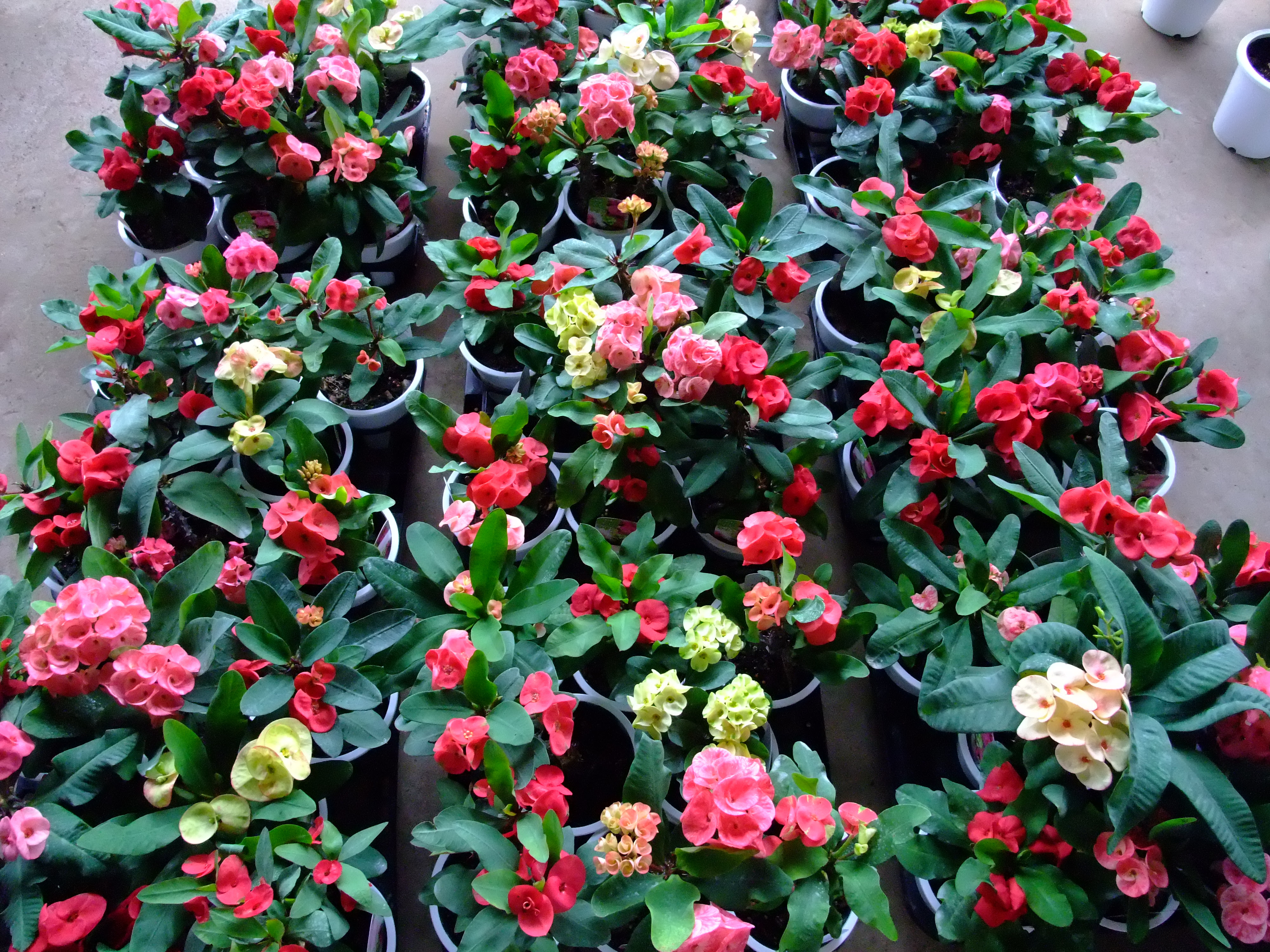 ハナキリン 育て方 華こよみ