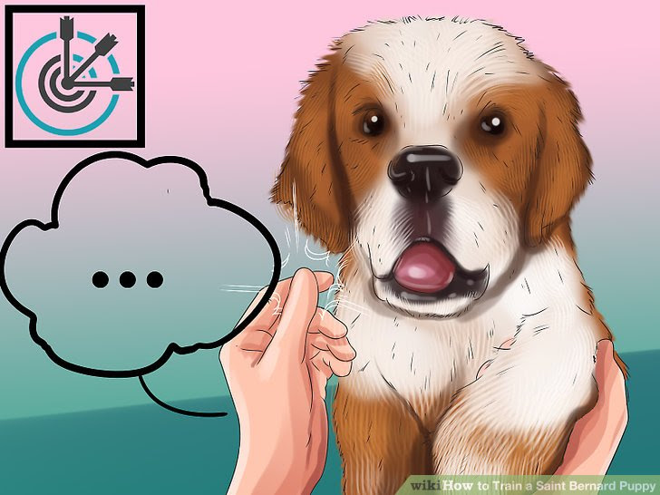 Train a Saint Bernard Puppy Step 6.jpg