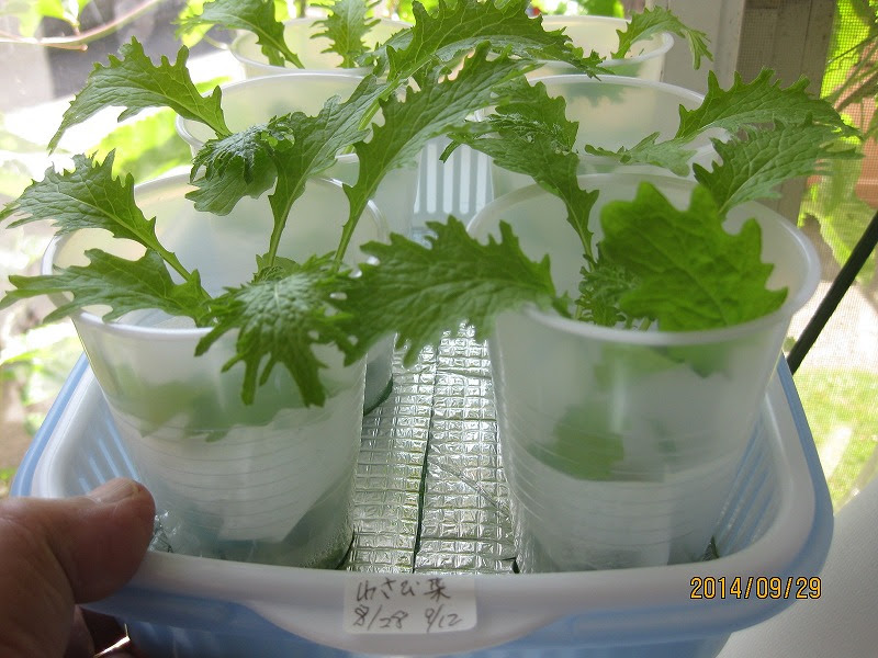 わさび菜 お茶パック栽培順調です この先不安です いつでもレタス