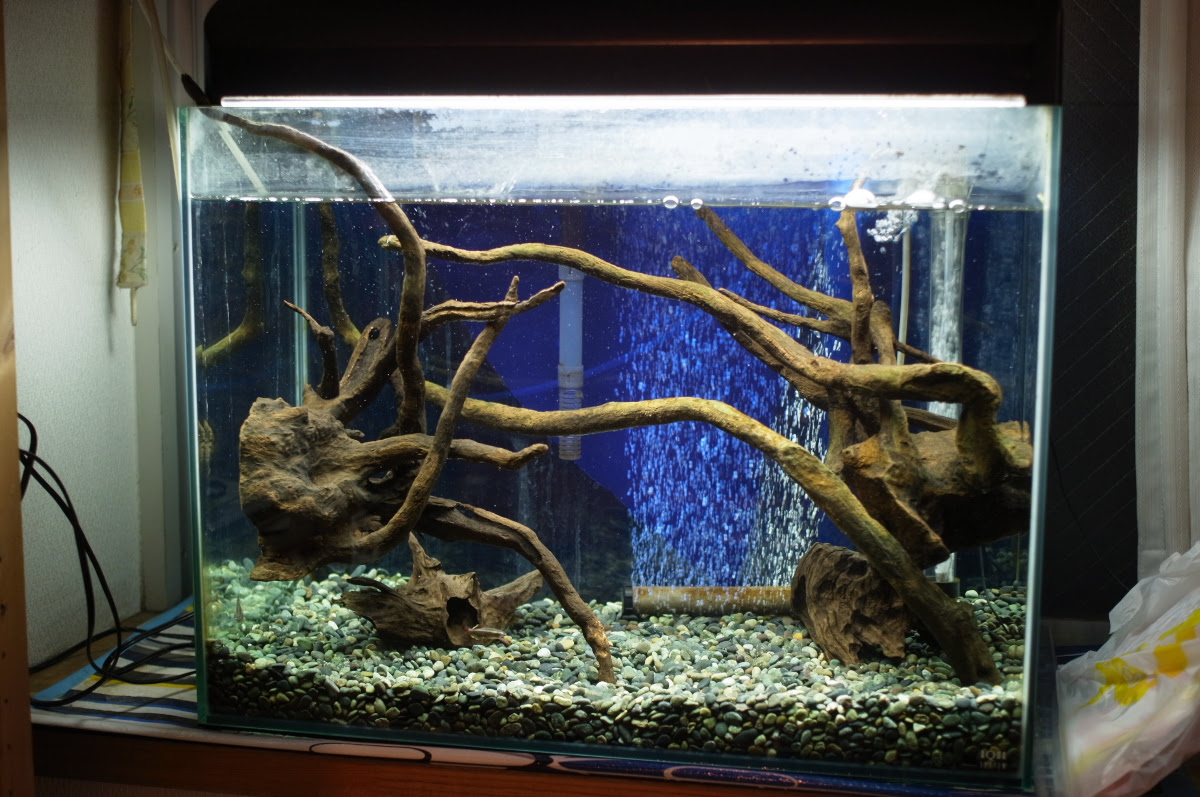カメ水槽サイズアップ 金魚と温泉とワイン