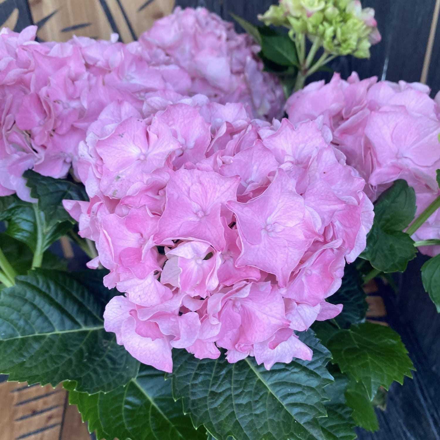 Image of Hydrangea macrophylla Rosita, painted