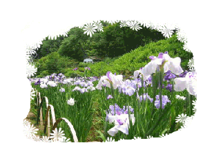 沼津周辺の花の紹介