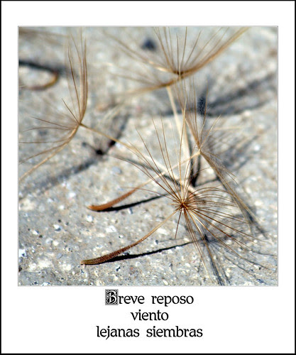barba cabruna, barba de cabra, salsifí, barbacabreira, okotzbedar, barbeta, tragopogon,